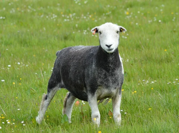 Herdwick koyun çimenlerin üzerinde — Stok fotoğraf