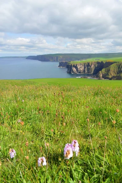 The view from Troup Head Scotland — стоковое фото