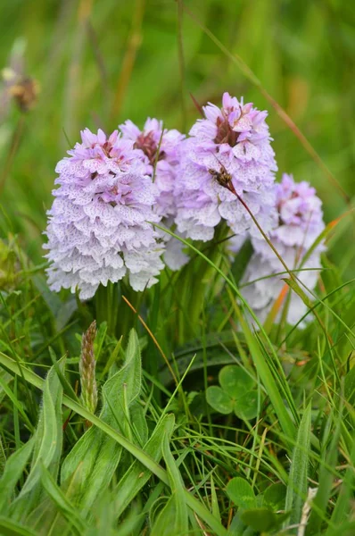 Common Spotted Orchids or Dactylorhiza fuchsii — Stock Photo, Image