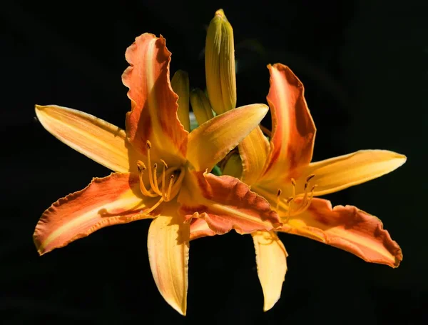 Hemerocallis eller dag Lily — Stockfoto