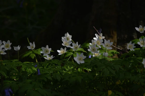 Wood Anemones in spring — Stock Photo, Image