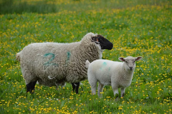 Schafe auf dem Feld — Stockfoto