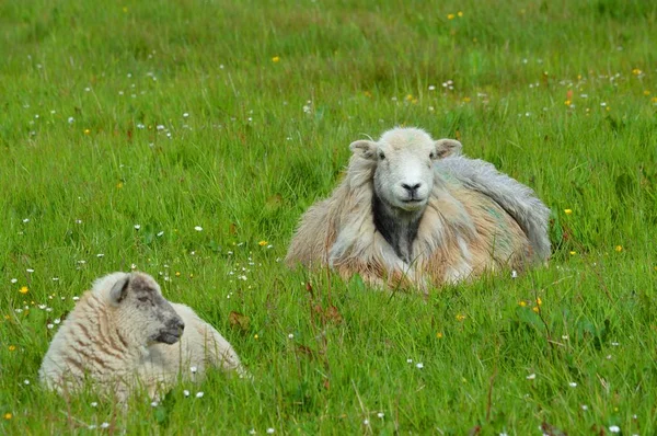 Schapen in het veld — Stockfoto