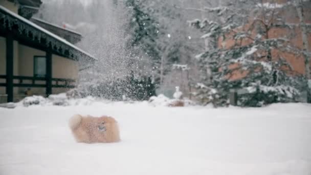 Spits Een Kleine Hond Springen Vangt Sneeuw 1920X1080P — Stockvideo