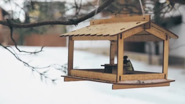 Vogels vlogen naar de feeder voor zonnebloempitten — Stockvideo