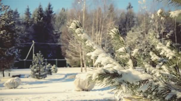 En hiver, avec des branches de pin tombe magnifiquement la neige — Video
