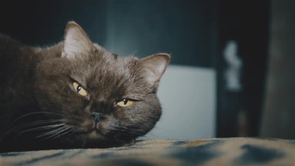 Britská kočka myje před spaním detail — Stock video