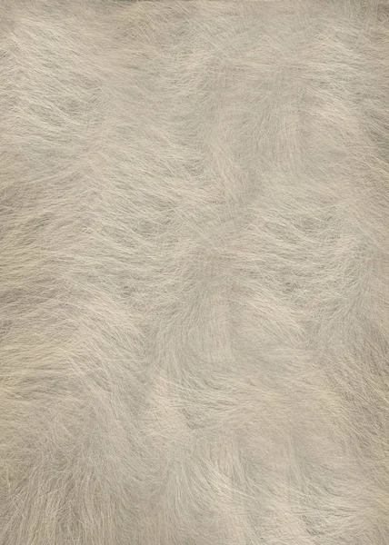 Gładkowłosy biały stos na skórze dzikiego zwierzęcia.Tekstura lub tło — Zdjęcie stockowe