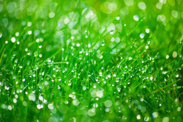 Зеленая трава с капли росы на поверхности.Текстура или фон — стоковое фото