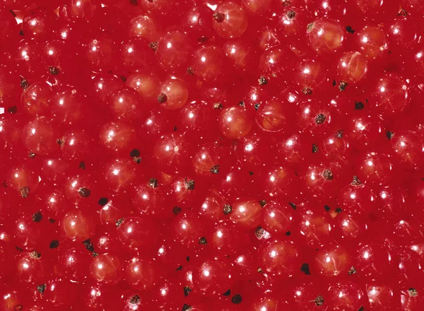 Gros plan sur la récolte de groseilles rouges.Texture ou fond — Photo