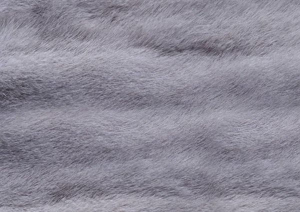 Pelliccia grigia dai capelli corti con una sfumatura bluastra primo piano. Texture o sfondo — Foto Stock