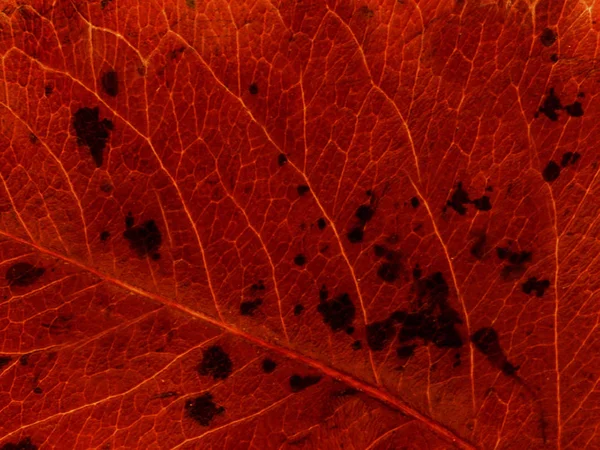 Structure de la fleur de feuille rouge endommagée gros plan. Texture ou arrière-plan — Photo