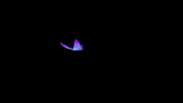 Animation of a flying butterfly on a black background HD 1920x1080 — Stock  Video © mastak80 #326299432