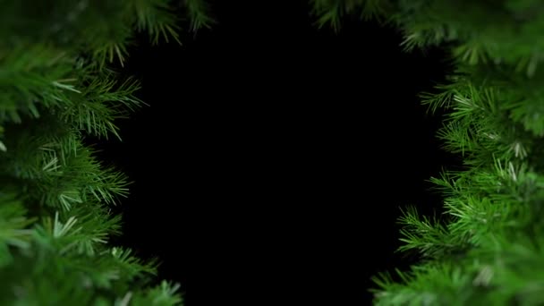 在黑色背景Hd 1080上围绕轴旋转的Spruce分支 — 图库视频影像