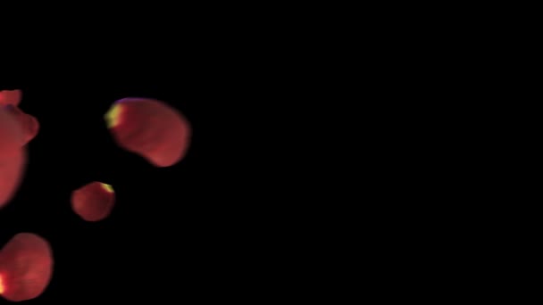 Animatie van vliegende bloemblaadjes van een roze bloem op een oppervlak op een zwarte achtergrond Hd — Stockvideo