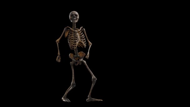 Siyah arka planda üç boyutlu iskelet dans ediyor. HD 1920x1080 — Stok video
