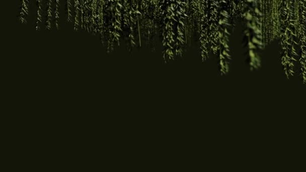 Вращение зеленого растения, висящего сверху, изолировано на черном фоне HD 1920 — стоковое видео