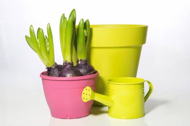  İzole nesneleri. Bahçe seti.