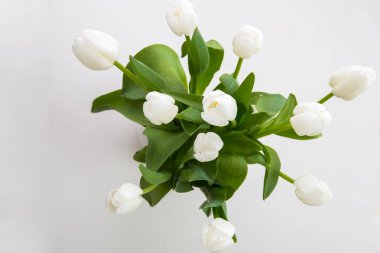  Beyaz arkaplanda laleler