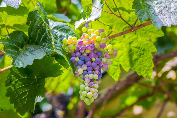 Natura Della Maturazione Delle Uve — Foto Stock