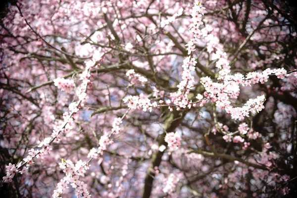 Rosenkirschblüten — Stockfoto