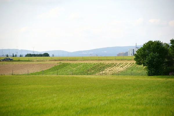 Кукурузное поле перед Таунусом — стоковое фото