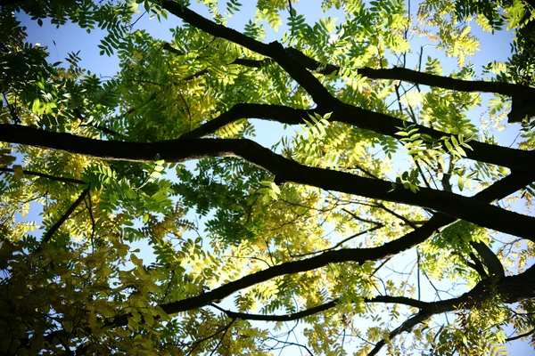 Canopy de árbol de nuez —  Fotos de Stock