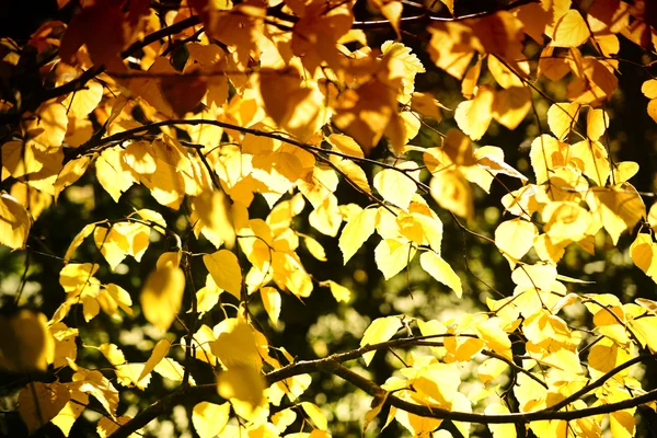 Foglie di autunno betulla d'argento siberiana — Foto Stock