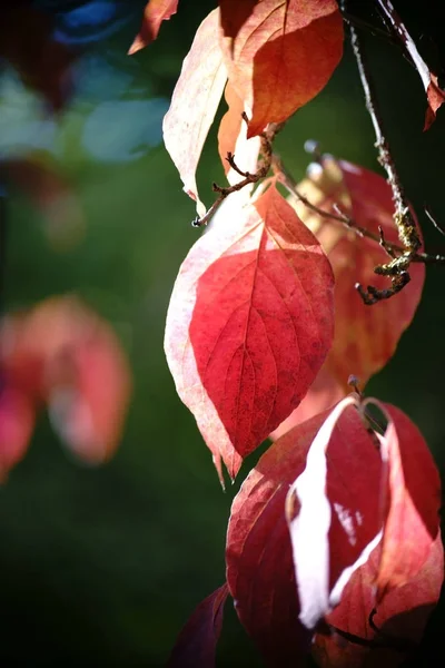 Rode herfstbladeren bloei kornoelje — Stockfoto