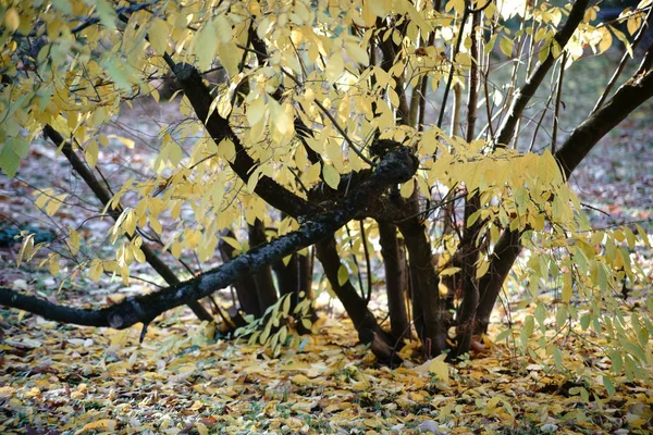 Lindera чагарник восени — стокове фото