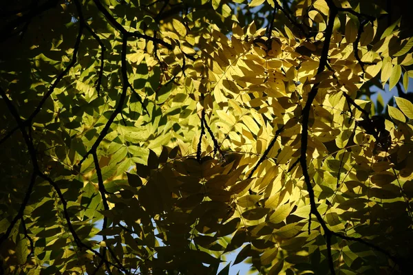 Baldacchino albero noce nero — Foto Stock