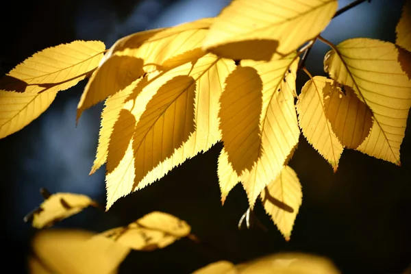 Hojas de otoño abedul amarillo — Foto de Stock