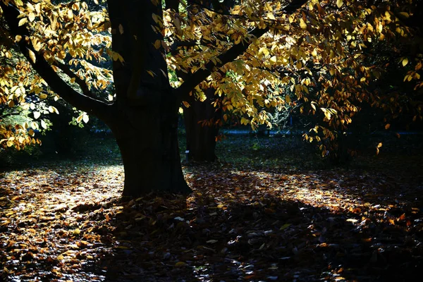 Sous-bois d'un hêtre oriental en automne — Photo
