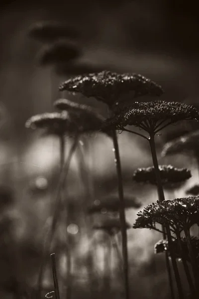 秋天的干伞形花序 — 图库照片