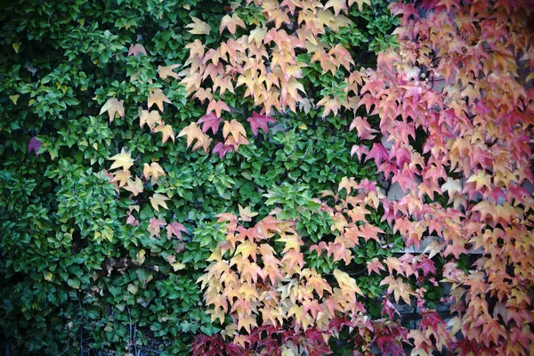 Цветные листья винограда осенью — стоковое фото