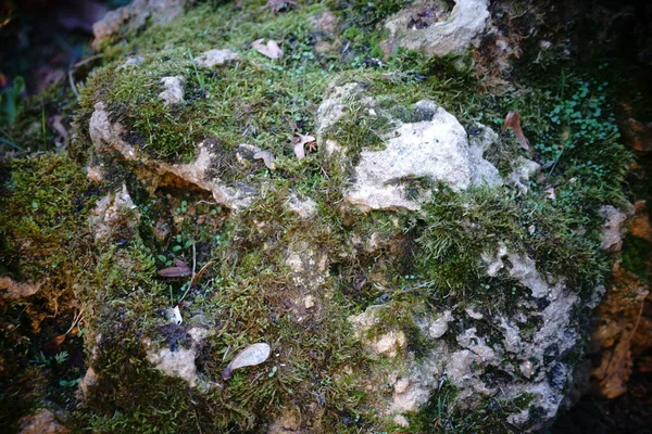 Cama de musgo no outono — Fotografia de Stock