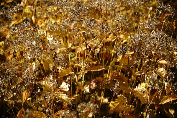 Plantas de valeriana secas — Foto de Stock