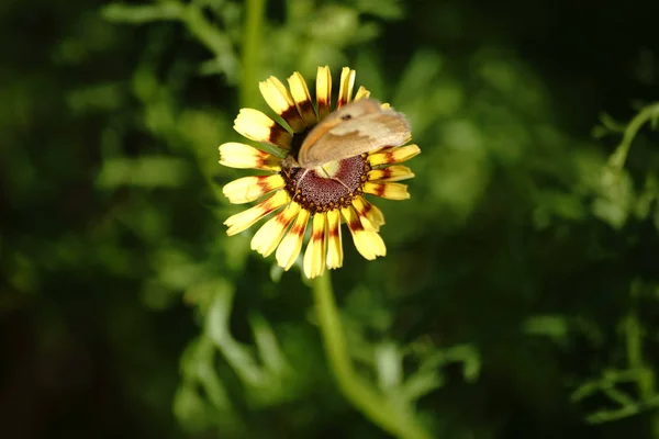 Farfalla su Coreopsis — Foto Stock