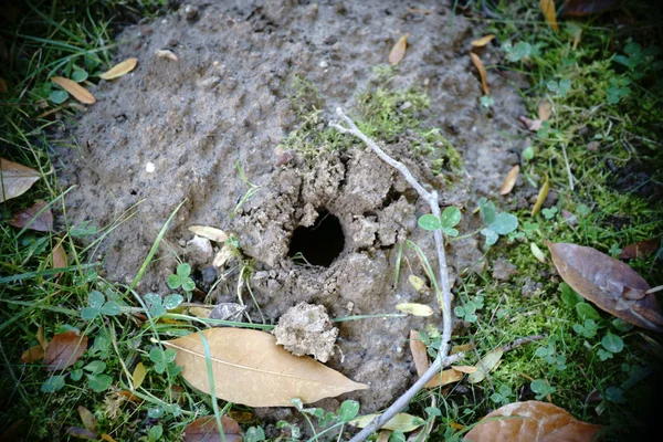 Maulwurfshügel mit Loch — Stockfoto