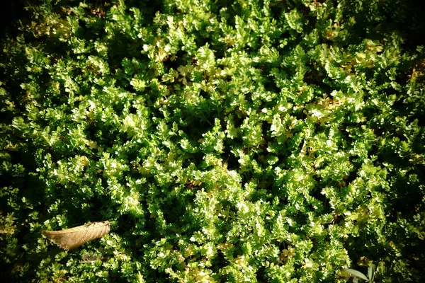 Cama de verduras con apio — Foto de Stock