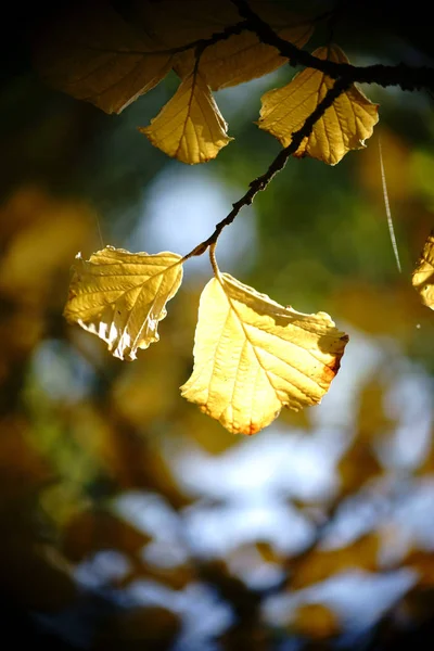 Foglia di autunno Hamamelis giapponese nella retroilluminazione — Foto Stock