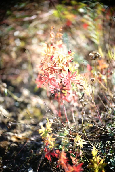 Rosa Cartuxa à luz do sol — Fotografia de Stock