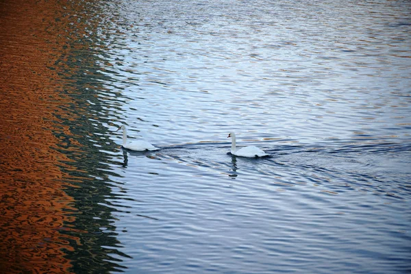 Dvě labutě na abstraktní vody — Stock fotografie
