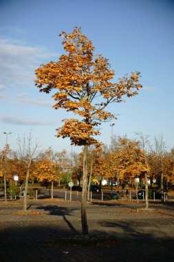 Alışveriş Merkezi önünde sonbahar ağacı