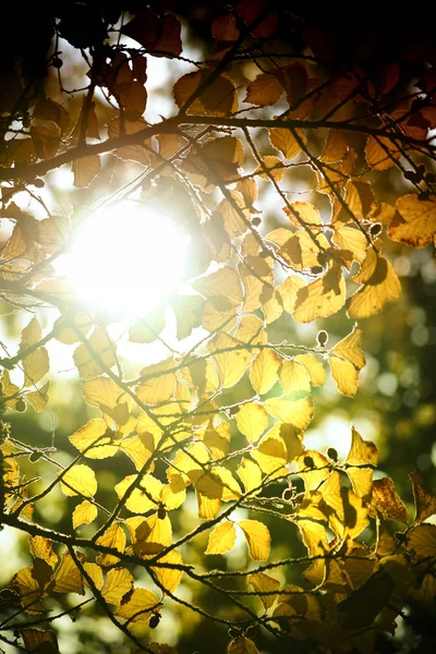 Zon in de luifel — Stockfoto