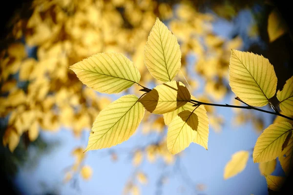 Foglie d'autunno betulla gialla — Foto Stock