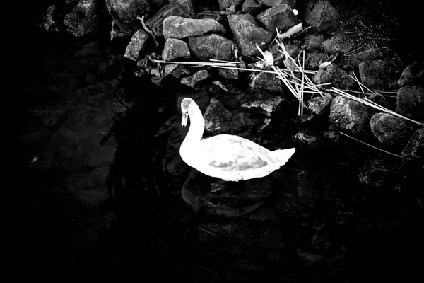 Cisne jovem na sujeira — Fotografia de Stock