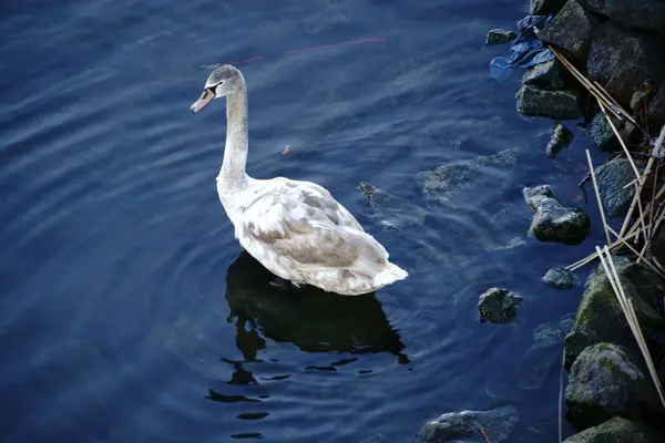 Young swan on shore — Stock Photo, Image