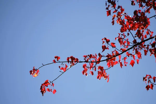 Piros levelek Vörös juhar — Stock Fotó