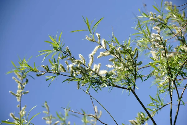Basket willow Salix viminalis — Stock Photo, Image
